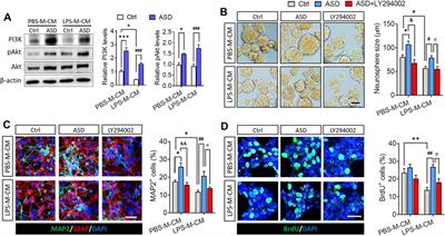 Akebia saponin D protects hippocampal neurogenesis from microglia-mediated inflammation and ameliorates depressive-like behaviors and cognitive impairment in mice through the PI3K-Akt pathway